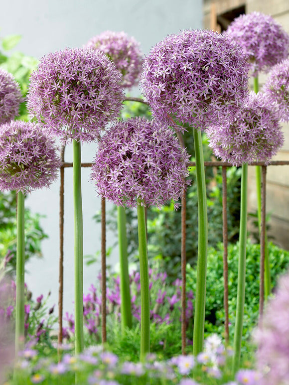 Allium Round and Purple planterad tillsammans med vårblommor