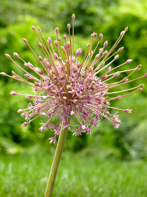 Allium schubertii | Blomsterlökar från DutchGrown™