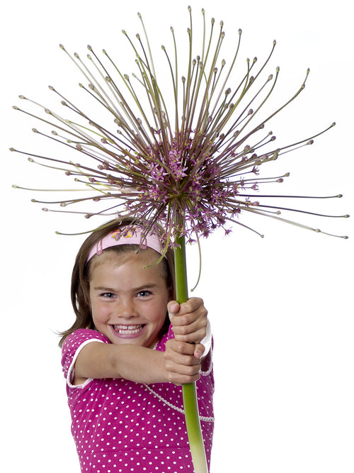 Allium schubertii | Blomsterlökar från DutchGrown™