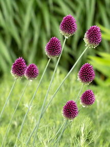 Allium Sphaerocephalon (Klotlök)