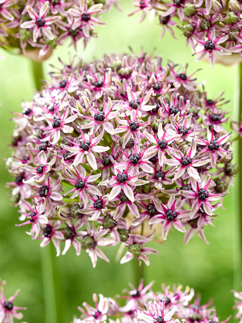 Köp Allium Starlight lökar