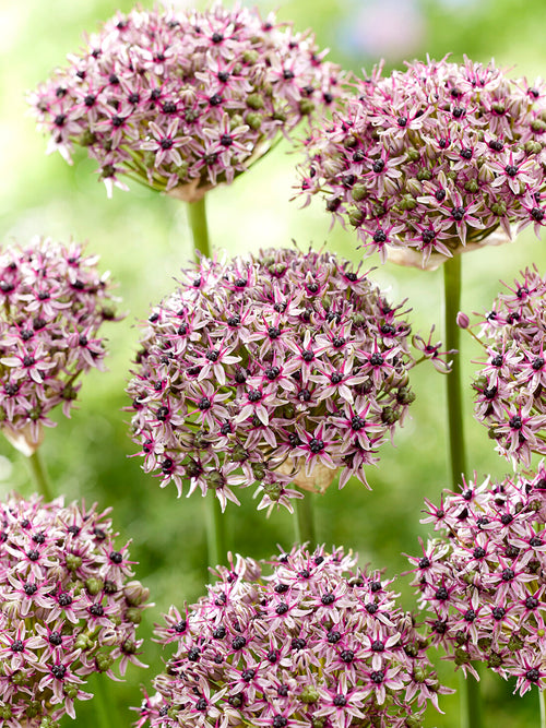 Allium Starlight lökar