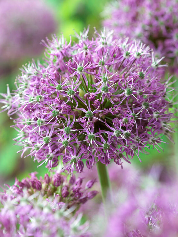 Närbild av de stjärnformade blommorna hos Allium Glory of Pamir