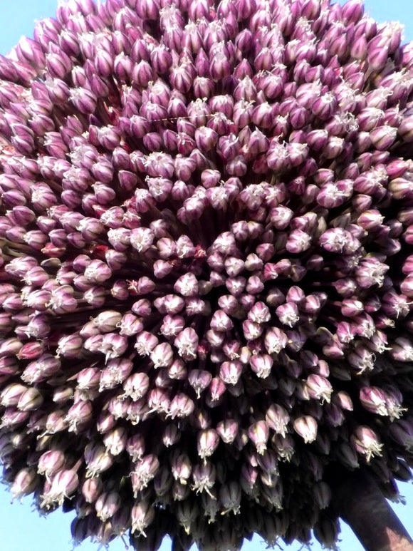 Köp Summer Drummer Sommarlökar | DutchGrown™