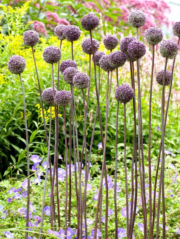Köp Allium Summer Drummer | DutchGrown™