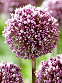 Allium Summer Drummer