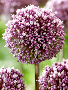 Allium Summer Drummer