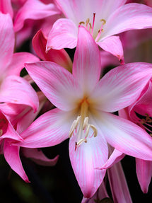 Amaryllis Belladonna (Kapamaryllis)