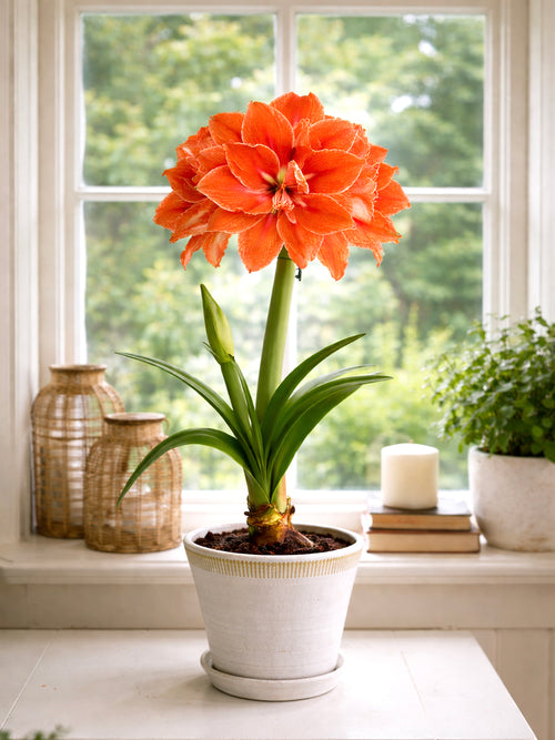 Dubbel Amaryllis Double Minerva med fylliga blommor