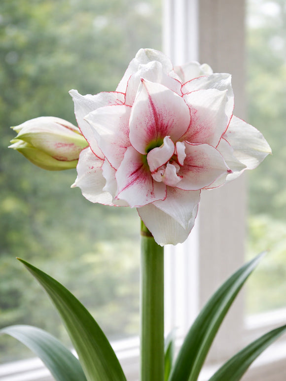 Dubbel Amaryllis Elvas med fylliga dubbelblommor