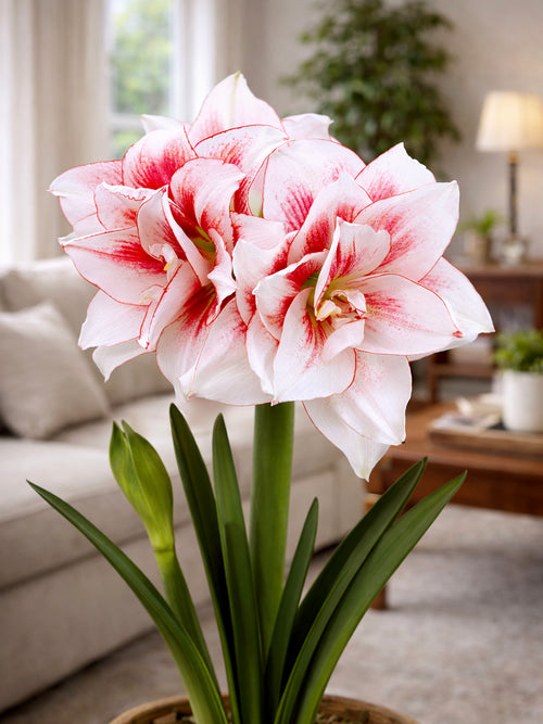Närbild av Amaryllis Elvas med mjuka färgdetaljer