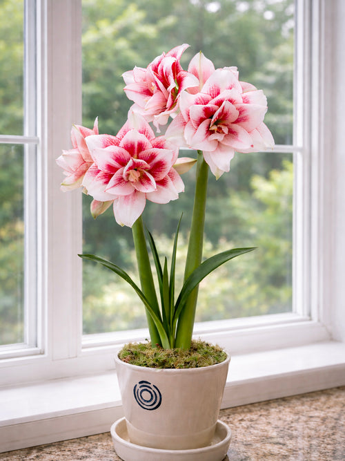 Dubbel Amaryllis Elvas i blom inomhus