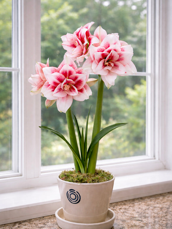 Dubbel Amaryllis Elvas i blom inomhus