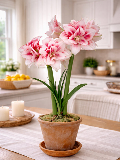 Dubbelblommande Amaryllis Elvas i kruka