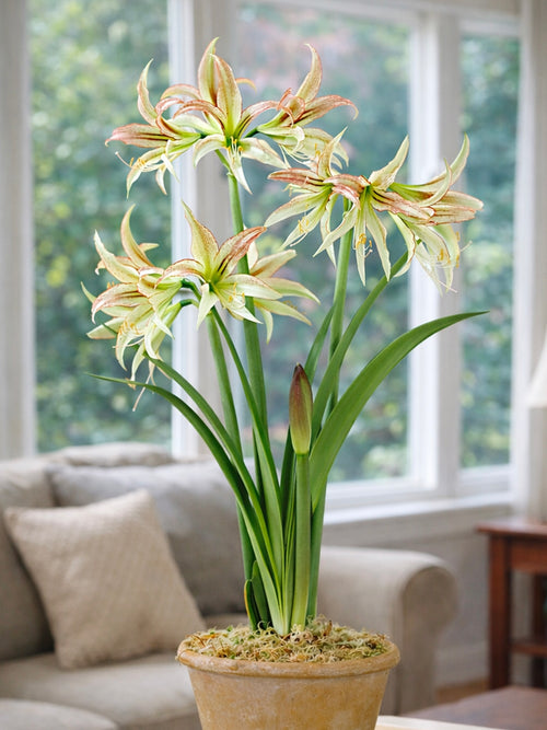 Närbild av Amaryllis Emerald med röda strimmor
