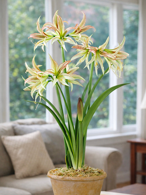 Närbild av Amaryllis Emerald med röda strimmor