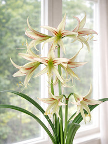 Amaryllis Emerald