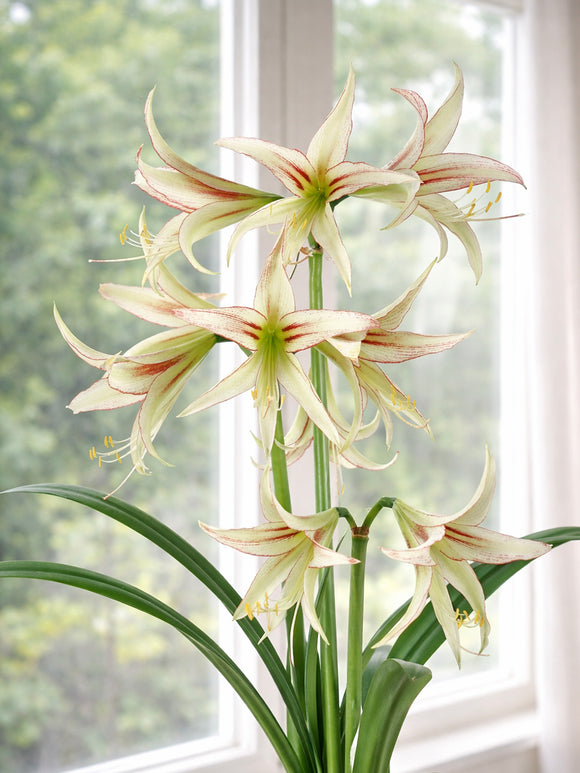 Amaryllis Emerald med grönvita spider-blommor