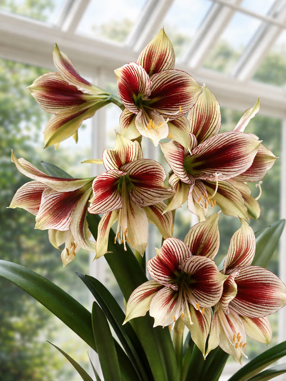 Närbild av Amaryllis Papilio med tydlig ådring