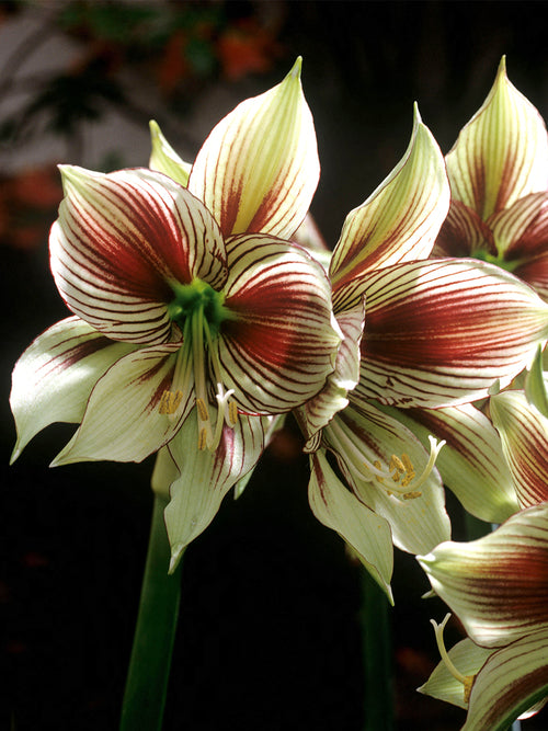 Amaryllis Papilio med fjärilsliknande blommor