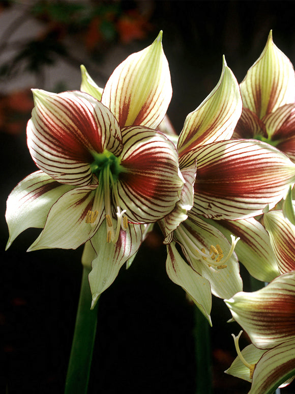 Amaryllis Papilio med fjärilsliknande blommor