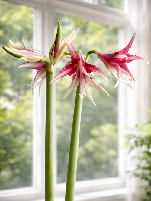 Stjärnformad Amaryllis Quito med gröna nyanser