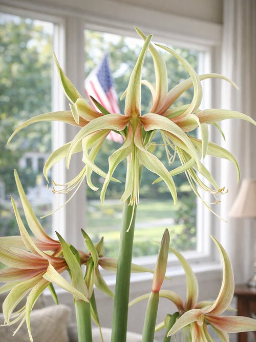 Närbild av Amaryllis Tarantula med mjuka rosastrimmor