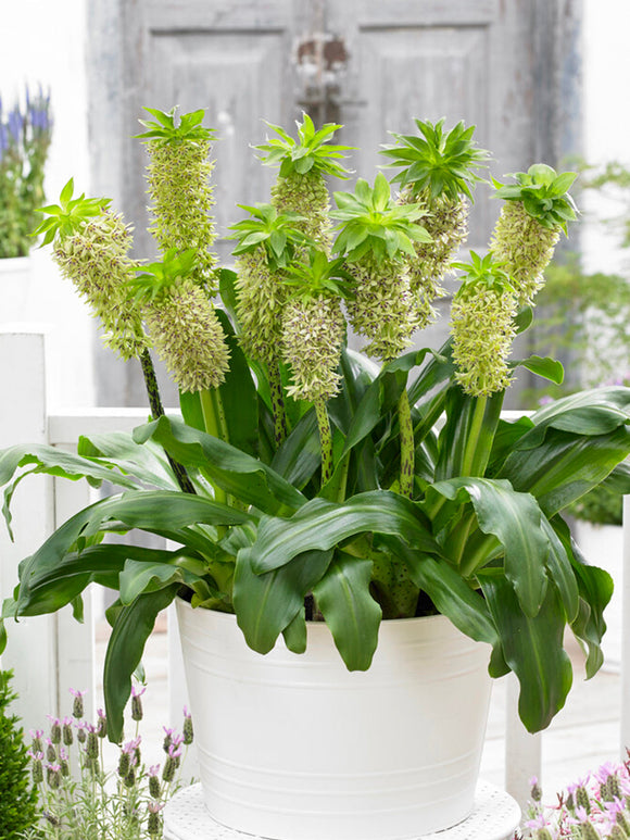 Ananasblomma - Tofslilja Eucomis Bicolor blomlökar