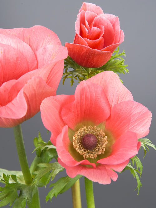 Köp Anemone Barbie