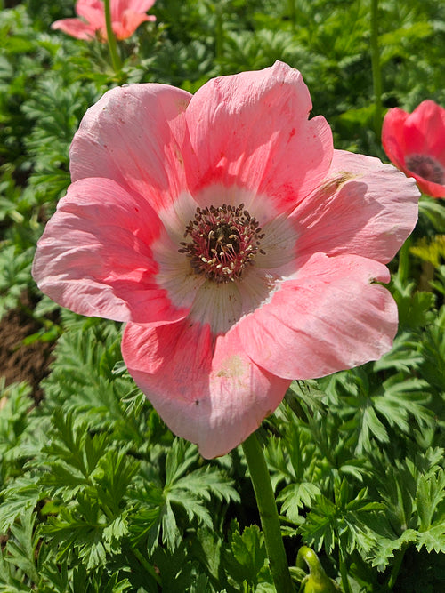 Köp Anemone Barbie från Holland