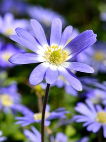 Balkansippa Anemone Blanda Blue Shades
