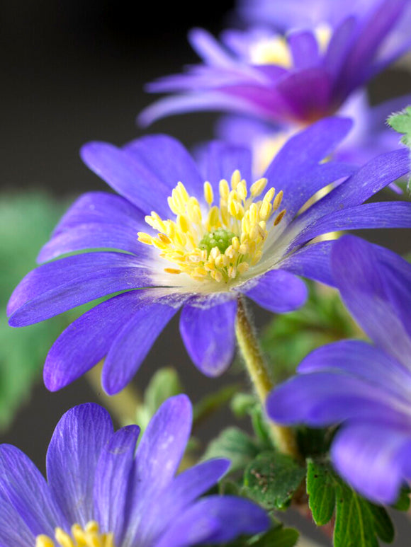 Anemone Blanda Blue Shades (Balkansippa) | DutchGrown™