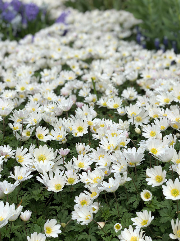 Balkansippa (Anemone Blanda) White Splendour