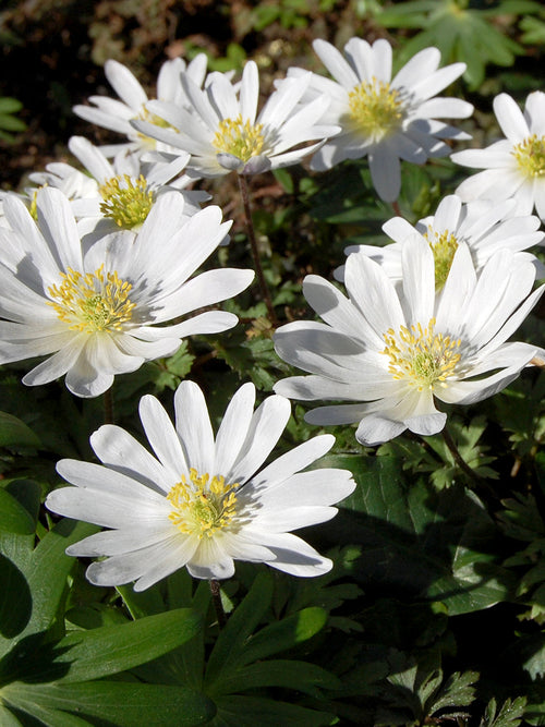 Knölar till vit balkansippa Anemone blanda 'White Splendor'