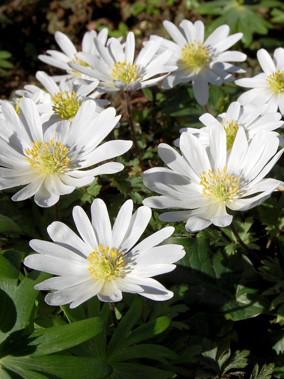 Knölar till vit balkansippa Anemone blanda 'White Splendor'