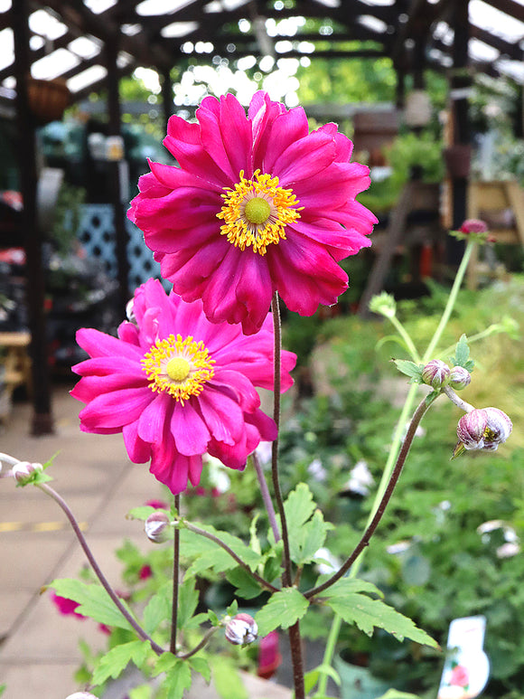 Japananemon Bressingham Glow (Höstanemon)