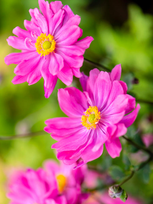 Japananemon Bressingham Glow (Höstanemon)