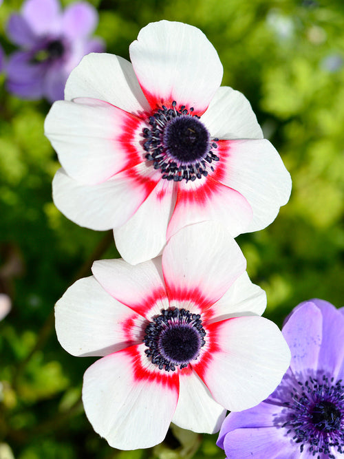 Bukettanemon Anemone coronaria Bicolor