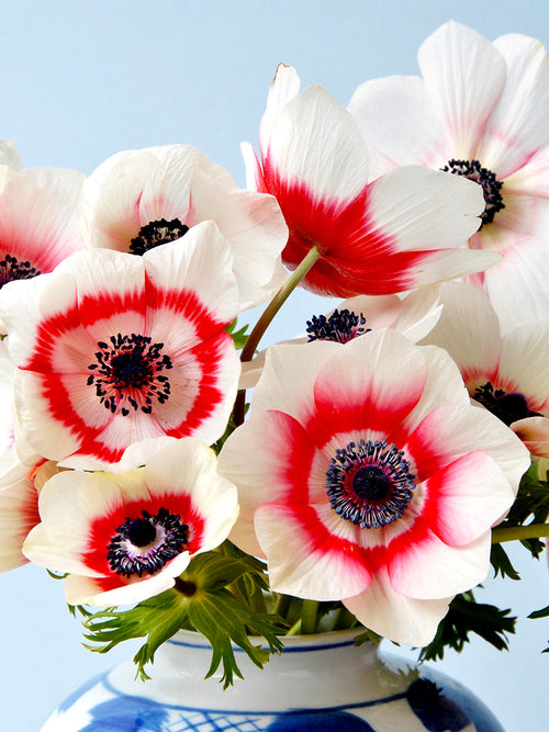 Anemon Bicolor, blomsterlökar Höstlökar