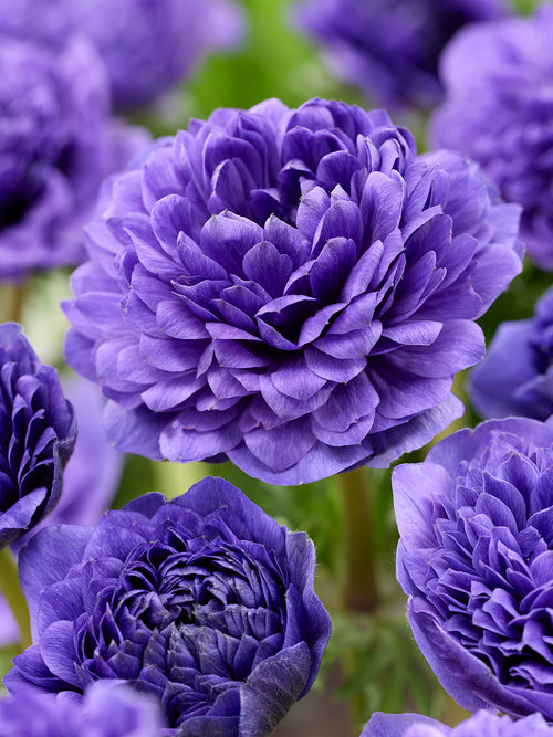 Anemone Fullstar Blå