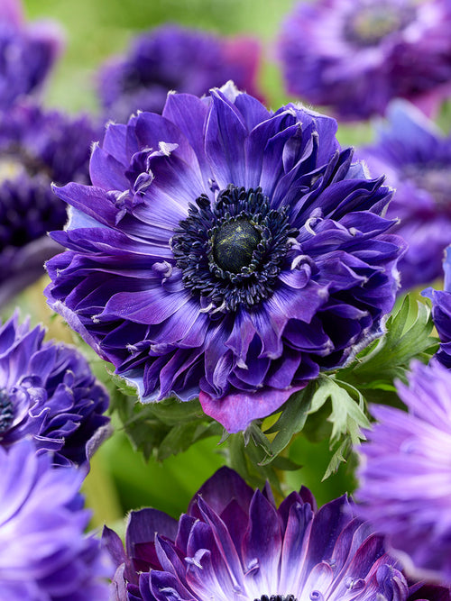 Anemone Fullstar Blå