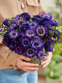 Anemone Fullstar Blå