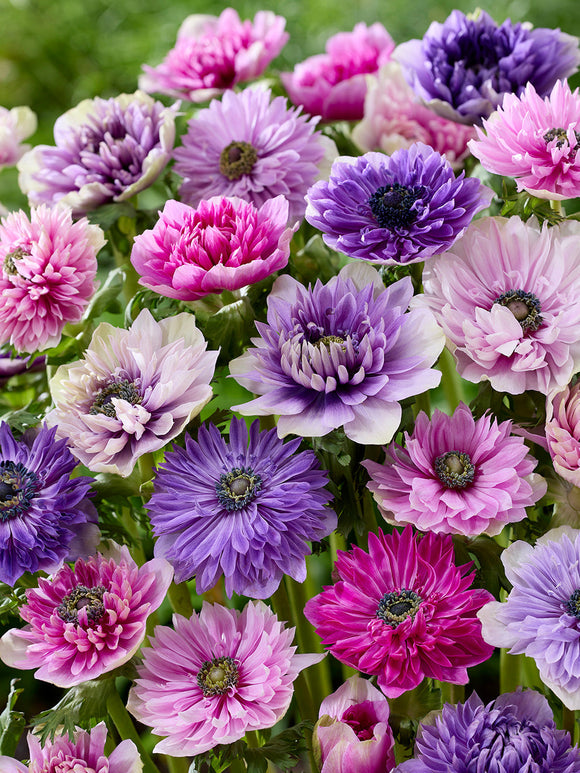 Anemone Bulbs Fullstar Pastel Mix