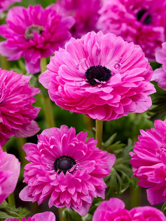 Anemone Fullstar Rosa