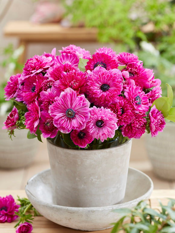 Anemone Fullstar Rosa