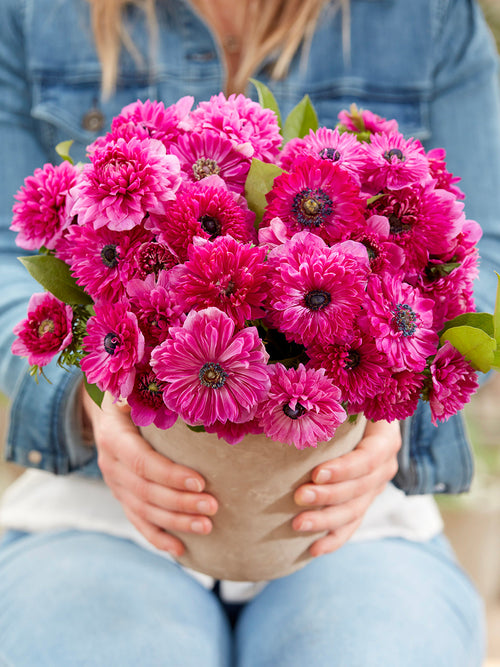 Anemone Fullstar Rosa