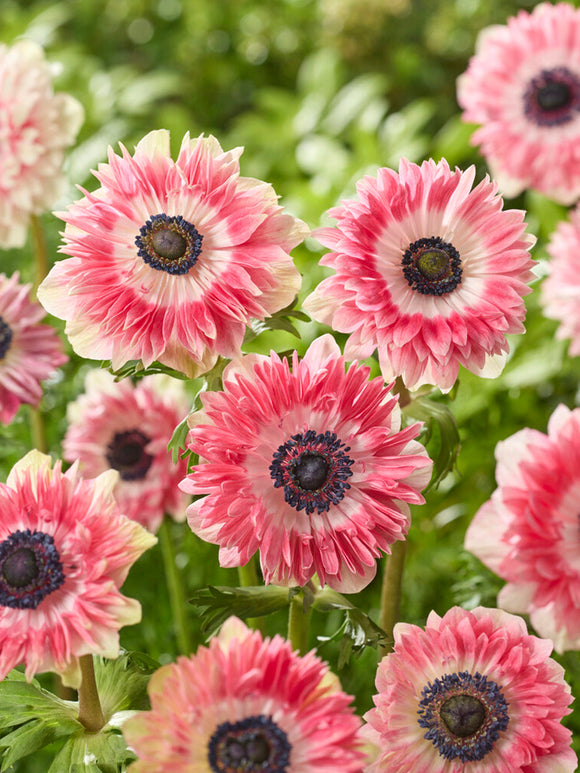 Anemone Fullstar Röd/Vit