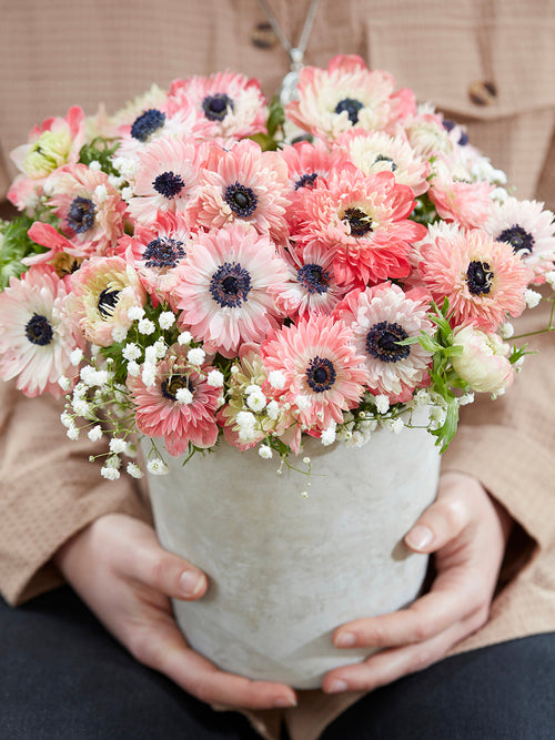 Anemone Fullstar Strawberry