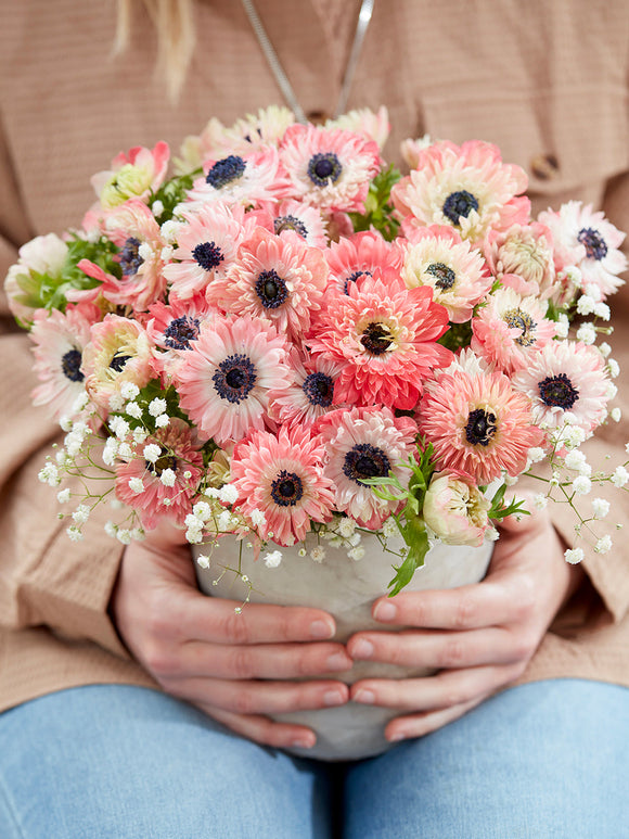 Anemone Fullstar Strawberry