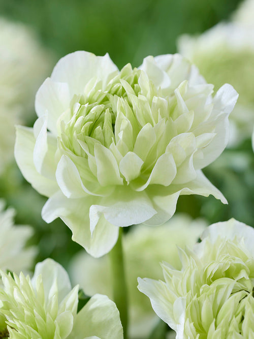 Anemone Fullstar Vit